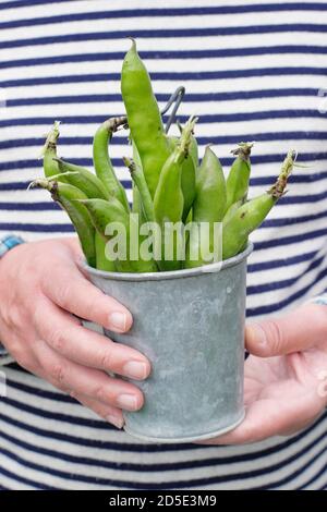 Vicia faba 'Bunyard's Exhibition'. Des fèves fraîchement cueillies cultivées dans un jardin de cuisine domestique (photo). ROYAUME-UNI Banque D'Images