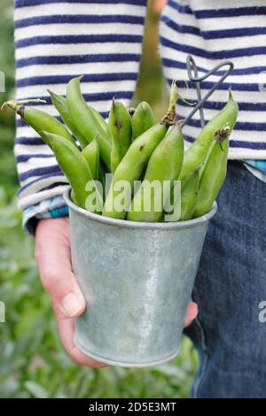 Vicia faba 'Bunyard's Exhibition'. Des fèves fraîchement cueillies cultivées dans un jardin de cuisine domestique (photo). ROYAUME-UNI Banque D'Images