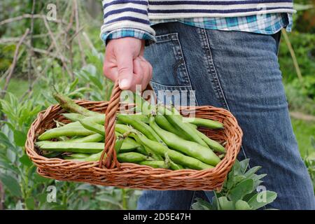 Vicia faba 'Bunyards Exhibition'. Des fèves fraîchement cueillies transportées dans un troug, cultivées dans un jardin de cuisine domestique (photo). ROYAUME-UNI Banque D'Images