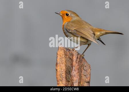 Robin Banque D'Images