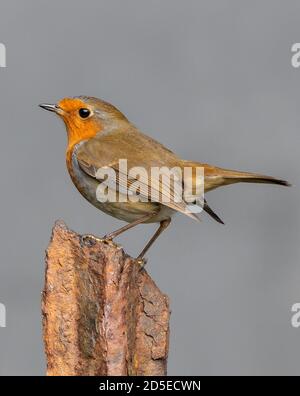 Robin Banque D'Images