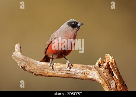 Un petit cirbill à face noire (Estrilda erythronotos) perché sur une branche, Afrique du Sud Banque D'Images