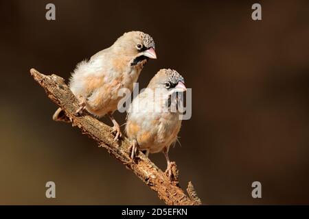 Une paire de petits tisserands à plumes squameuses (Sporopipes squamifrons) perchés sur une branche, Afrique du Sud Banque D'Images