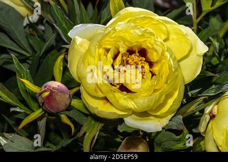 Fleur de pivoine d'arbre (Paeonia « High Noon ») Banque D'Images