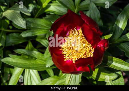 Fleurs de pivoine (Paeonia 'acajou') Banque D'Images