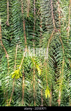 Feuilles d'épinette de Norvège (Picea abies 'Cranstonii') Banque D'Images