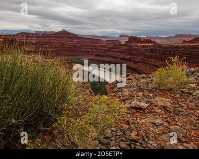 Vue sur le Colorado River Canyon, depuis la White Rim Road du parc national de Canyon Lands, Moab, États-Unis, avec Rabbit Bush en premier plan Banque D'Images