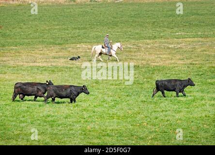 Des éleveurs à cheval avec des chiens complètent le bétail Angus noir à l'automne, les déplaçant dans un nouveau pâturage, dans la région de John Day, dans le centre de l'Oregon. Banque D'Images