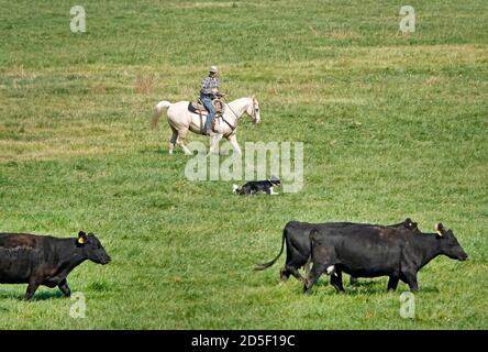 Des éleveurs à cheval avec des chiens complètent le bétail Angus noir à l'automne, les déplaçant dans un nouveau pâturage, dans la région de John Day, dans le centre de l'Oregon. Banque D'Images