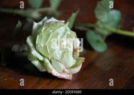 une rose blanche sèche sur une ancienne table en bois. Couleurs naturelles et lumière en intérieur. Gros plan Banque D'Images