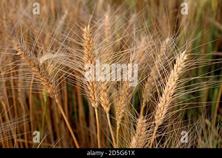 Le gros plan sur les épis de blé mûrs en attente de Harvest Banque D'Images