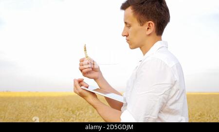 l'homme examine une oreille de blé mûr et saisit du texte sur un comprimé dans un champ d'or. Banque D'Images