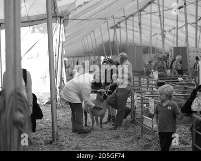 Royal Cornwall Show Wadebridge Cornwall jugeant brebis chiens bétail Banque D'Images