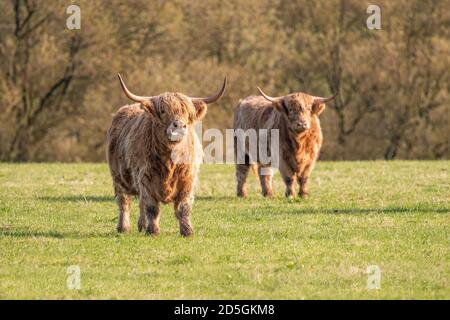 Une photo d'une vache Highland Banque D'Images
