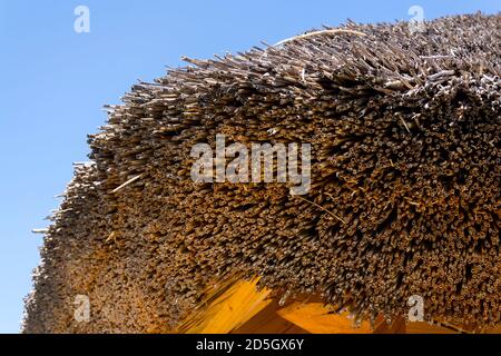 Détail du toit de chaume traditionnel de paille ou de roseaux sur jour d'été ensoleillé Banque D'Images