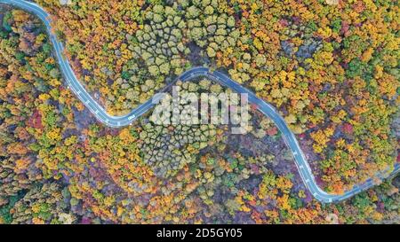 Pékin, Chine. 11 octobre 2020. La beauté de la réserve naturelle de la forêt de Labagoumen à l'automne à Beijing, en Chine, le 11 octobre 2020. (Photo par TPG/cnspotos) (photo par Top photo/Sipa USA) crédit: SIPA USA/Alay Live News Banque D'Images