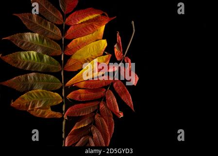 Collection magnifiques feuilles d'automne colorées isolées sur fond noir Banque D'Images