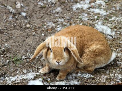 Lapin dans une vieille ferme en france Banque D'Images