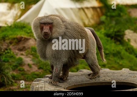 Vue d'un babouin de Hamadryas mâle adulte (Papio hamadryas) marchant sur un vieux pneu de camion. Ce primate est originaire de la corne de l'Afrique et de parties de l'arabe Banque D'Images