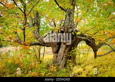 Feuillage d'automne d'octobre, Vermont, États-Unis. Dans la ville du Royaume du Nord-est d'Albany, VT Banque D'Images