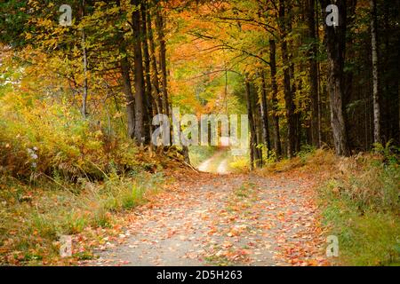 Feuillage d'automne d'octobre, Vermont, États-Unis. Dans la ville du Royaume du Nord-est d'Albany, VT Banque D'Images