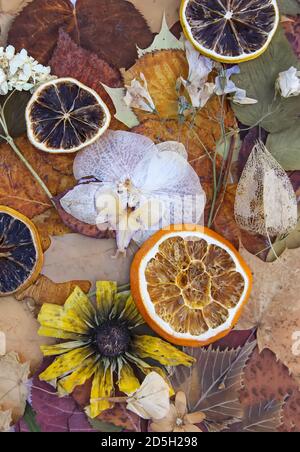 Arrière-plan vintage avec des feuilles et des fleurs sèches et des tranches de pamplemousse et d'orange séchées. Banque D'Images
