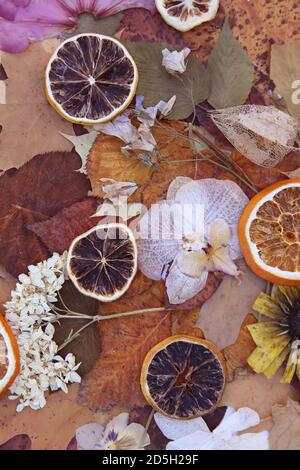 Arrière-plan vintage avec des feuilles et des fleurs sèches et des tranches de pamplemousse et d'orange séchées. Banque D'Images