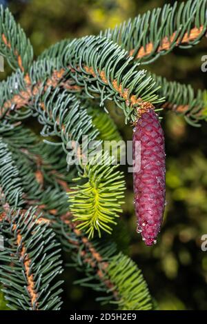 Développement du cône femelle de l'épinette de Norvège Weeping (Picea abies 'pendula Monstrosa') Banque D'Images