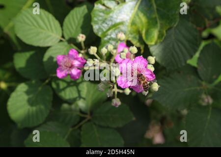L'abeille recueille le nectar de la fleur Banque D'Images