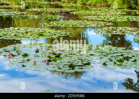 L'étang de Monet à Giverny avec des nénuphars - France Banque D'Images