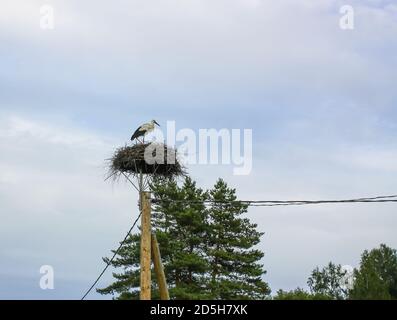 Porc blanc européen (Ciconia ciconia) sur le nid avec plusieurs jeunes poussins nourris. Banque D'Images