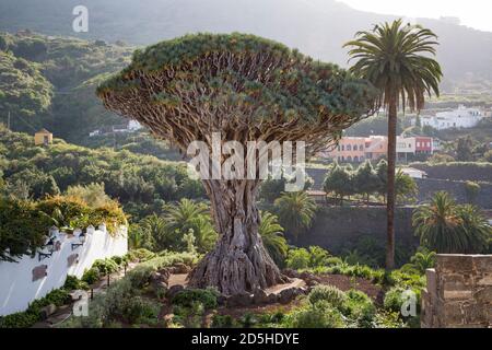 TÉNÉRIFE, ESPAGNE - 11 mars 2015. Dragon Tree El Drago, ou Drago Milenario. Parc du Dragon millénaire, Icod de los Vinos, Tenerife, îles Canaries Banque D'Images