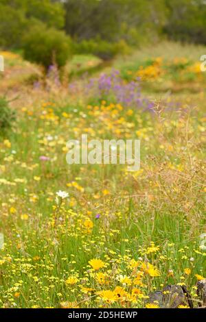 Fleurs printanières près du barrage dans la réserve naturelle Atlantis Banque D'Images