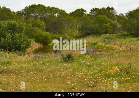 Fleurs printanières près du barrage dans la réserve naturelle Atlantis Banque D'Images