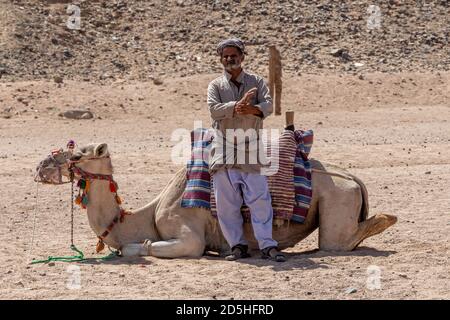 Hurghada, Égypte - 1er octobre 2020 : vieil homme bédouin avec son chameau dans le désert près de Hurghada, Égypte Banque D'Images