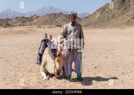 Hurghada, Égypte - 1er octobre 2020 : vieil homme bédouin avec son chameau dans le désert près de Hurghada, Égypte Banque D'Images