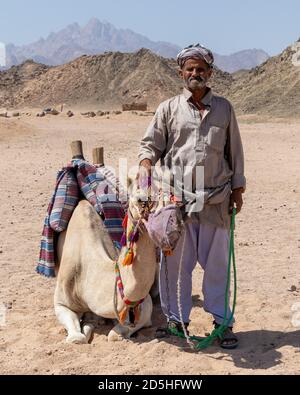 Hurghada, Égypte - 1er octobre 2020 : vieil homme bédouin avec son chameau dans le désert près de Hurghada, Égypte Banque D'Images