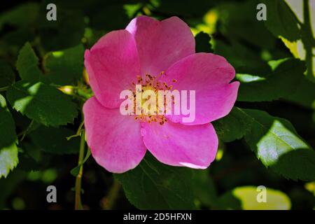 Fleur de rosehip en gros plan sur le fond de feuillage vert. Banque D'Images