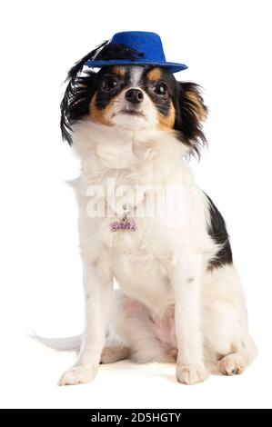 Chihuahua aux cheveux longs avec un chapeau bleu sur fond blanc Banque D'Images