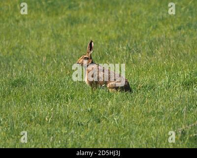 Lièvre brun aux yeux brillants ou lièvre européen (Lepus europaeus) avec de longues oreilles et des whiskers sur l'herbe de printemps verte de la prairie du nord à Cumbria, Angleterre, Royaume-Uni Banque D'Images