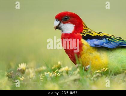 Une rosella orientale se fore pour un repas parmi les fleurs des capeed aux jardins botaniques d'Adélaïde, en Australie méridionale. Banque D'Images