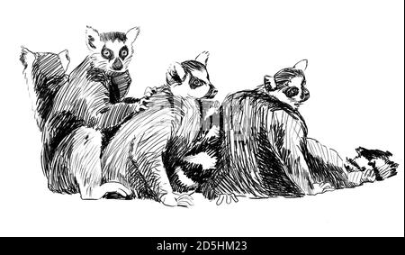 Groupe de lémuriens Pencil sketch, Madagascar. Illustration crayon dessinée à la main Banque D'Images