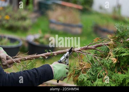 Travaux de jardin, mains humaines avec des gants de travail coupant les brindilles de la branche de l'arbre de conifères avec des ciseaux de jardin en automne avec des lits superposés flous Banque D'Images