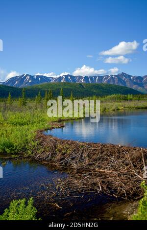 Vue sur la nature sauvage de l'Alaska : montagnes, rivière, barrage Beaver et réflexion dans un étang Banque D'Images