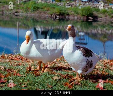 Deux canards blancs en poses animées debout sur des feuilles d'orange au soleil d'automne. De l'eau bleu vif les entoure en arrière-plan. L'image a été prise Banque D'Images