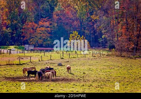 Les chevaux mangent du foin à Cades Cove, dans le parc national des Great Smoky Mountains, dans le Tennessee. Banque D'Images