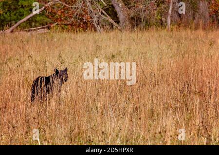 Un cub à l'ours noir se trouve à Cades Cove, dans le parc national des Great Smoky Mountains, dans le Tennessee. Banque D'Images