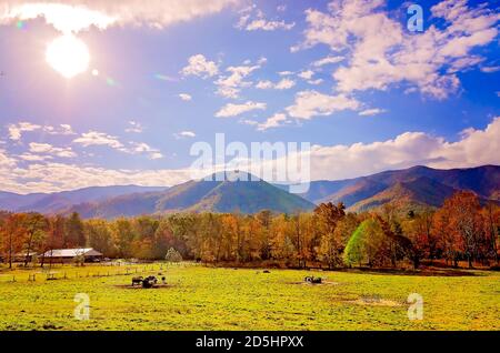 Les chevaux mangent du foin à Cades Cove, dans le parc national des Great Smoky Mountains, dans le Tennessee. Banque D'Images