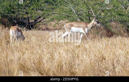 Antilope de Blackbuck (Antilope cervicapra) dans un champ près de Jodhpur, Rajasthan, Inde Banque D'Images