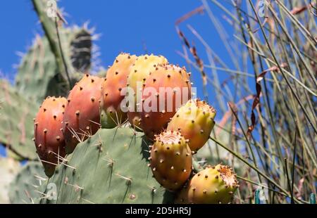 Cactus poire pickly gros plan avec des fruits de couleur rouge. Opuntia, communément appelé poire épineuse, est un genre de la famille des cactus, Cactaceae. Poires piqurées Banque D'Images